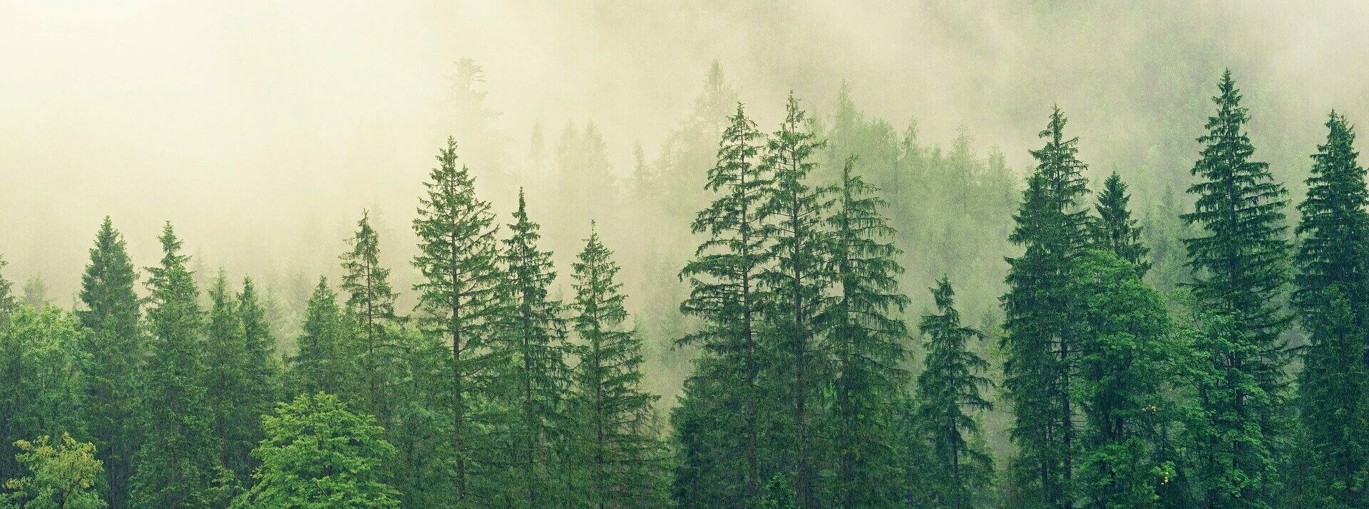 forêt-jplenio