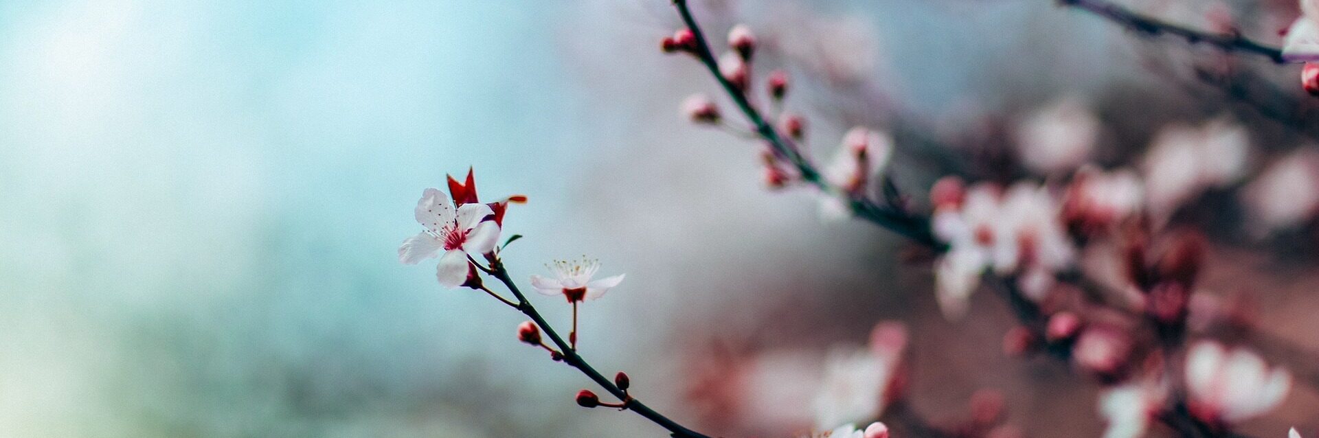 japanese-cherry-blossoms-